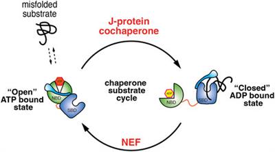 Alternative ATPase domain interactions in eukaryotic Hsp70 chaperones